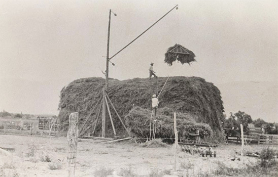 stacking hay